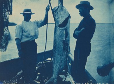 "Tarpon vagy ezüst király", október 29. alkotó: American Photographer