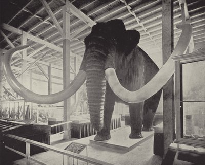 A nagy szibériai mamut alkotó: American Photographer