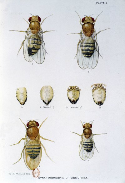 Abeilles - in "" Hozzájárulások a Drosophila melanogaster genetikájához"", Thomas H. Morgan alkotó: American School