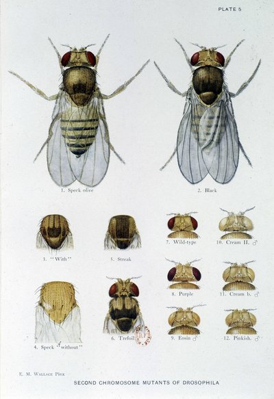 Abeilles - in "" Hozzájárulások a Drosophila melanogaster genetikájához"", Thomas H. Morgan alkotó: American School