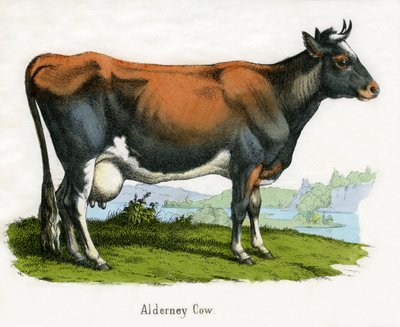 Alderney Cow, Az állatok természetrajzából alkotó: American School