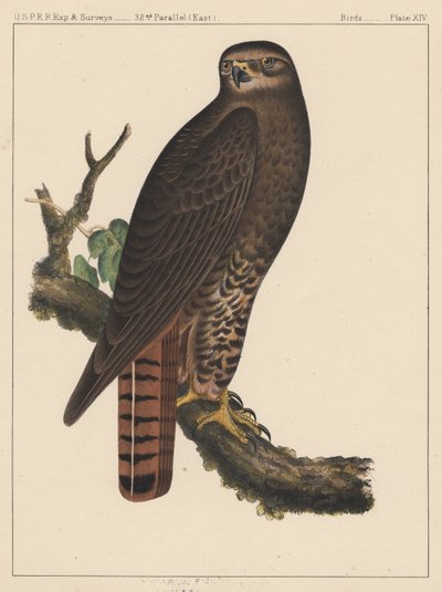 Madarak, XIV. tábla, 1855 alkotó: American School