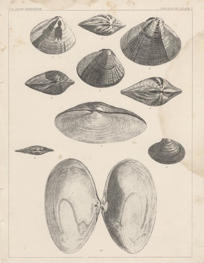 Conchology Plate I alkotó: American School