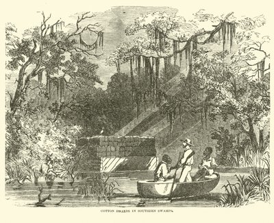 Gyapotkincsek a déli mocsarakban, 1862. július alkotó: American School