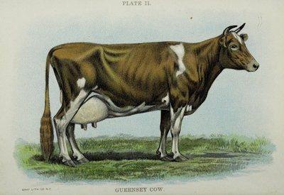 Guernsey Cow, Jacob Biggle „Biggle Cow Book”-jából alkotó: American School