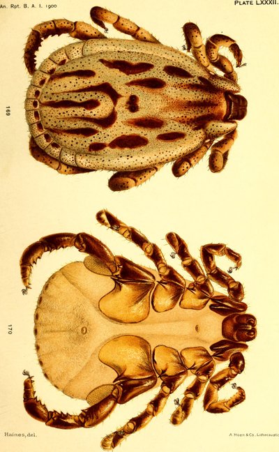 Hím Dermacentor reticulatus, illusztráció a "Szarvasmarha kullancsok (Ixodoidea) az Egyesült Államokból" alkotó: American School