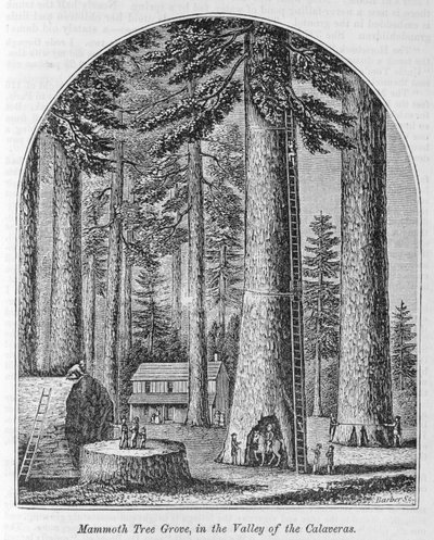 Mamutfa liget a Calaveras-völgyben, az "Egész országunk" című könyvből: Múlt és jelen, történeti és leíró", írta John Warner Barber és Henry Hare, 1861. alkotó: American School