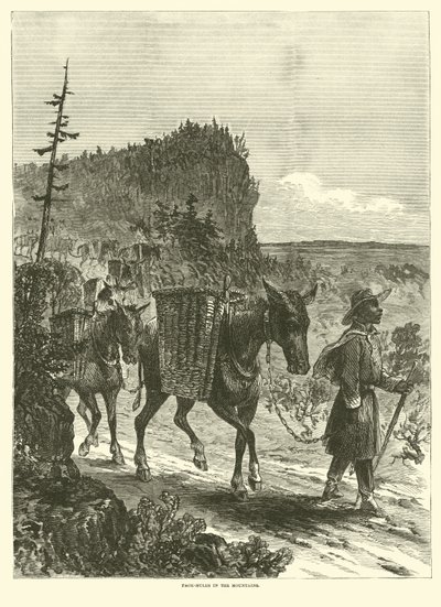 Csomóöszvérek a hegyekben, 1863. február alkotó: American School