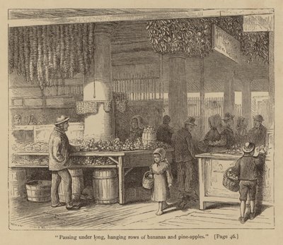 "Hosszú, lógó banán- és ananászsorok alatt haladva" (metszet) alkotó: American School