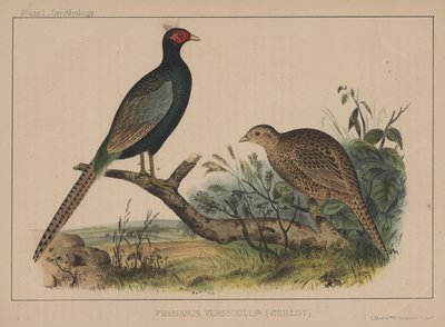 Phasianus Versicolor (Vieillot) alkotó: American School
