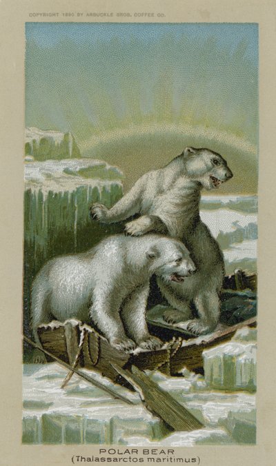 Jegesmedve, Thalassarctos Maritimus (chromolitho) alkotó: American School