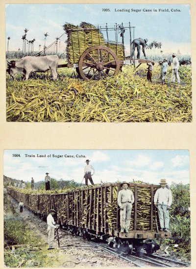 Kubai cukornádültetvényeket ábrázoló képeslapok, 1910 körül alkotó: American School