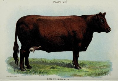 Red Polled Cow, Jacob Biggle „Biggle Cow Book”-ból alkotó: American School