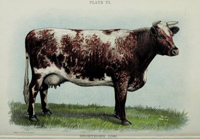 Shorthorn tehén, Jacob Biggle "Biggle Cow Book"-jából, 1898 alkotó: American School