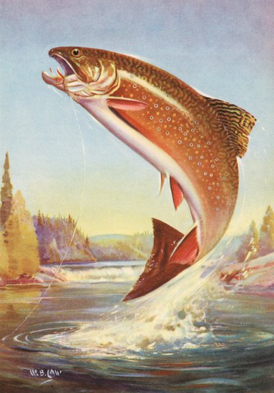 Sporthorgászat: ugráló pataki pisztráng alkotó: American School