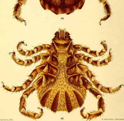 A hím Boophilus Annulatus ventrális képe, illusztráció a "Szarvasmarha kullancsok" című filmből alkotó: American School