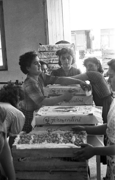 KESERŰ SZŐLŐ - MÁRKÁS CSOMAGOLÁS alkotó: Ando Gilardi