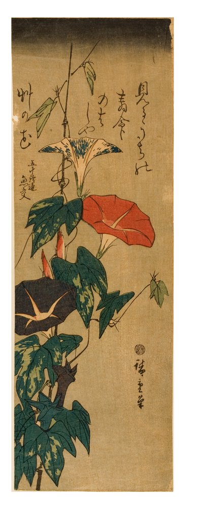 Morning Glories, 1843-47 körül (fatömbnyomat papíron) alkotó: Ando or Utagawa Hiroshige