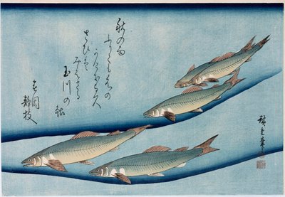 Folyópisztráng, a "Halak gyűjteménye" sorozatból alkotó: Ando or Utagawa Hiroshige