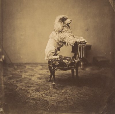 [Eugenie császárné uszkárja], 1850-es évek. alkotó: Andre Adolphe Eugene Disderi