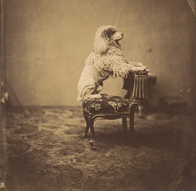 [Eugenie császárné uszkárja], 1850-es évek. alkotó: Andre Adolphe Eugene Disderi