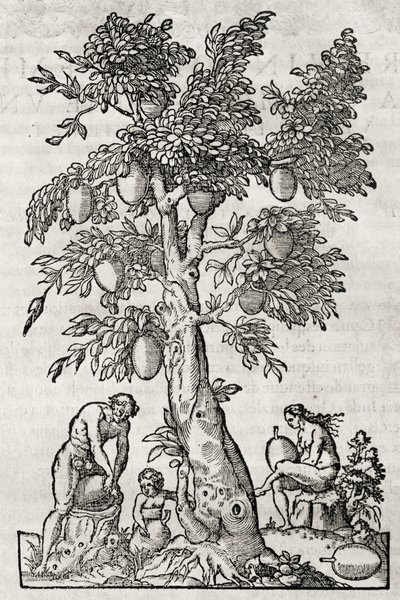 Kenyérgyümölcsfa, metszet Andre Thevet (1504-1592), Párizs, Franciaország alkotó: Andre Thevet