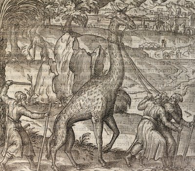 Zsiráf, metszet a Cosmographie Universelle-ből alkotó: Andre Thevet