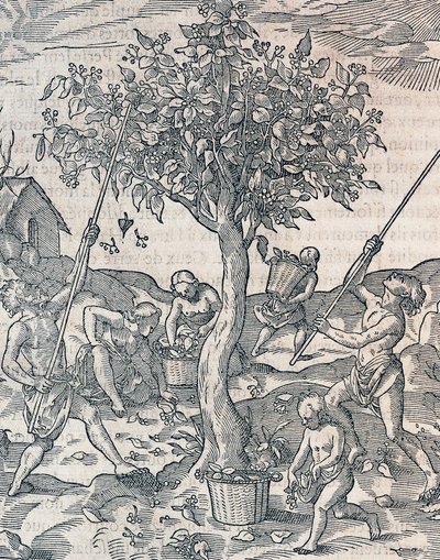 Paprika betakarítása Jáva szigetén, metszet az Univerzális Kozmológiából Andre Thevet (1504-1592), Párizs alkotó: Andre Thevet