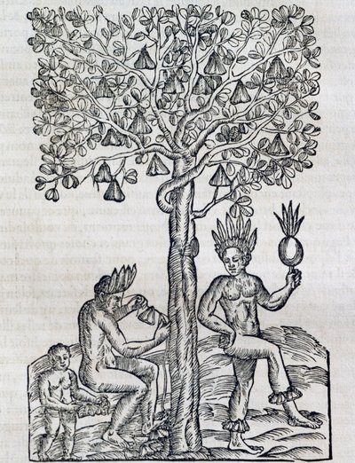 Nana gyümölcs, trópusi gyógynövény, metszet az Univerzális Kozmológiából, Andre Thevet (1504-1592), Párizs alkotó: Andre Thevet