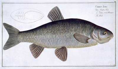 Chub (Cyprinus Jeses) VI. tábla az „Ichthyologie, ou histoire naturelle generale et specifice des poisson”-ból, Marcus Elieser Bloch (1723-99), vésette Gabriel Bodenehr (1673-1766), kiadva c. alkotó: Andreas-Ludwig Kruger