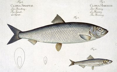 Hering (Clupea Harengus) (1. ábra) és spratt (Clupea Sprattus) XXIX. tábla az „Ichthyologie, ou histoire naturelle generale et particuliere des poissons”-ról, Marcus Elieser Bloch (1723-99), metszett alkotó: Andreas-Ludwig Kruger