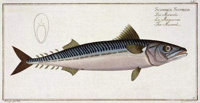 Makréla (Scomber Scomber) LIV lemez az „Ichthyologie, ou histoire naturelle generale etspecial des poisson”-ból, Marcus Elieser Bloch (1723-99), vésette Gabriel Bodenehr (1673-1766), publ. alkotó: Andreas-Ludwig Kruger