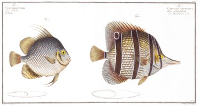 Orb fish: and Billed fish, kiadó: Black, 1790 körül (nyomtatott) alkotó: Andreas-Ludwig Kruger