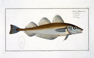 Vékonybajszú (Gadus Merlangus) LXV. lemez az „Ichthyology, vagy a halak általános és sajátos természetrajzából” Marcus Elieser Bloch (1723–1799), publikálása 1785–1799 körül. alkotó: Andreas-Ludwig Kruger