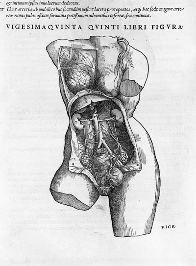 Egy női mellszobor anatómiai táblája. Andrea Vesalio (1514-1564), V. Károly doktora, Bale 1543-as „” Humani corporis fabrica libri septem” című metszete. alkotó: Andreas Vesalius