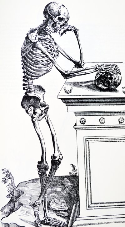 Emberi csontváz koponyával a kezében. Vesalius "De Humani Corporis Fabrica"-ból. Lehetséges favágó: Jan von Calcar alkotó: Andreas Vesalius