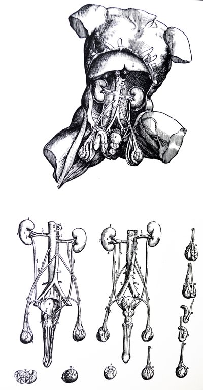 A De Humani Corporis Fabrica ötödik könyvének táblái alkotó: Andreas Vesalius