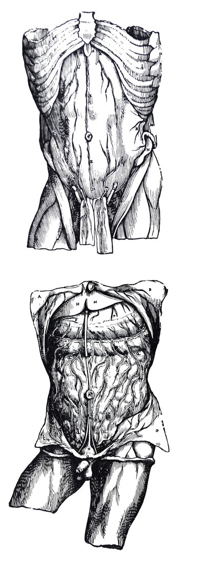 A De Humani Corporis Fabrica ötödik könyvének táblái alkotó: Andreas Vesalius