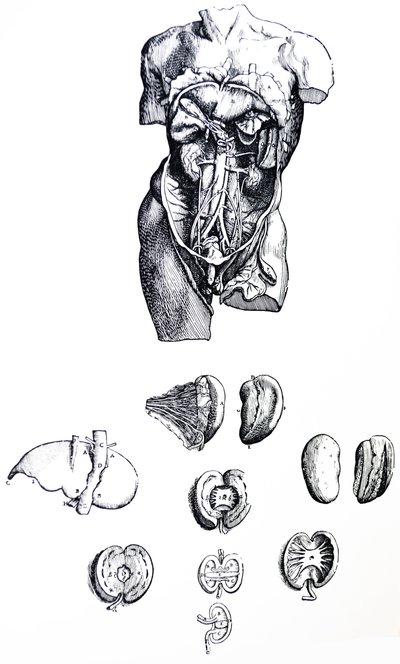 A lemezek a De Humani Corporis Fabrica ötödik könyvéből alkotó: Andreas Vesalius