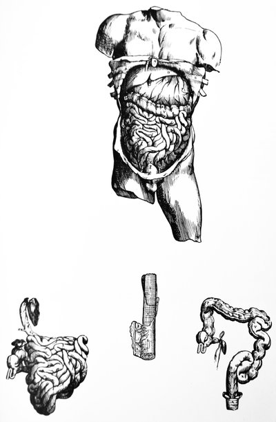 A lemezek a De Humani Corporis Fabrica ötödik könyvéből alkotó: Andreas Vesalius