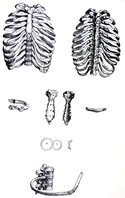 A tányérok a De Humani Corporis Fabrica első könyvéből alkotó: Andreas Vesalius