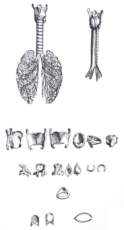 A tányérok a De Humani Corporis Fabrica első könyvéből alkotó: Andreas Vesalius