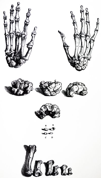 A De Humani Corporis Fabrica első könyvének táblái alkotó: Andreas Vesalius