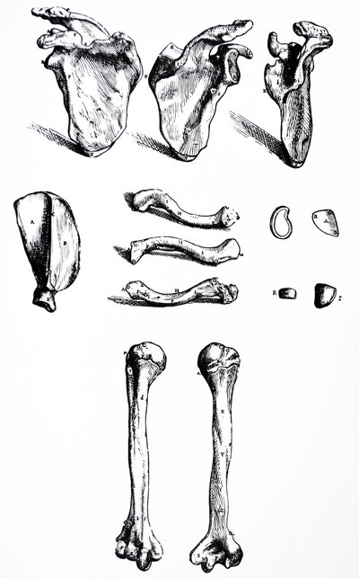 A tányérok a De Humani Corporis Fabrica első könyvéből alkotó: Andreas Vesalius