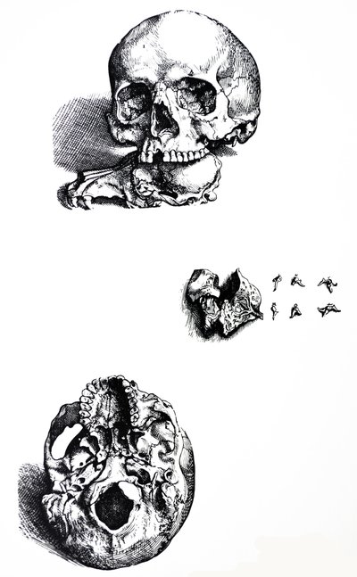 A tányérok a De Humani Corporis Fabrica első könyvéből alkotó: Andreas Vesalius