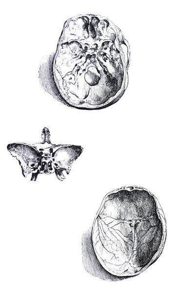 A tányérok a De Humani Corporis Fabrica első könyvéből alkotó: Andreas Vesalius