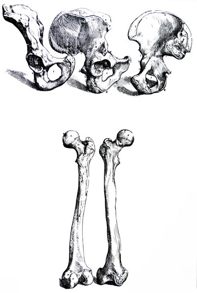 A tányérok a De Humani Corporis Fabrica első könyvéből alkotó: Andreas Vesalius