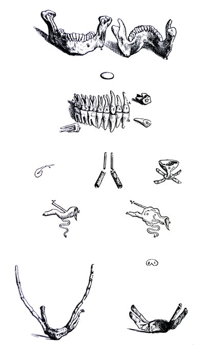 A tányérok a De Humani Corporis Fabrica első könyvéből alkotó: Andreas Vesalius