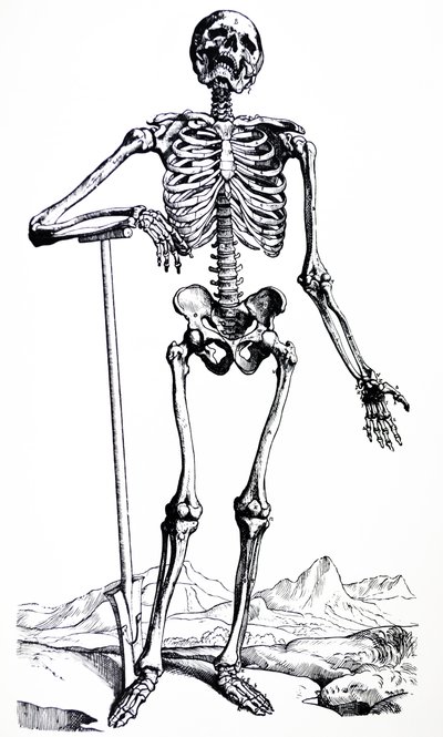 A tányérok a De Humani Corporis Fabrica első könyvéből alkotó: Andreas Vesalius