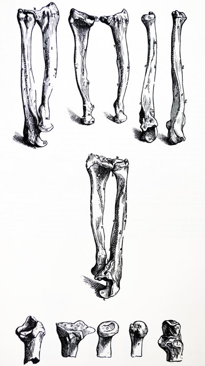 A tányérok a De Humani Corporis Fabrica első könyvéből alkotó: Andreas Vesalius
